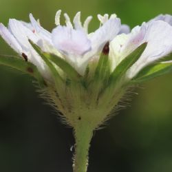 Lomelosia simplex subsp. dentata