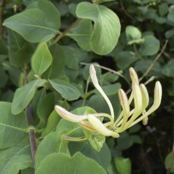 Lonicera etrusca