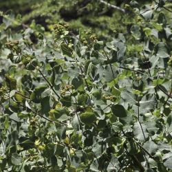 Lonicera etrusca