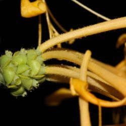 Lonicera etrusca