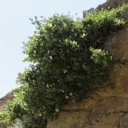 Lonicera pyrenaica subsp. pyrenaica