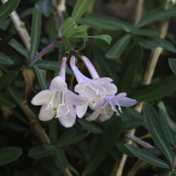 Lonicera pyrenaica subsp. pyrenaica