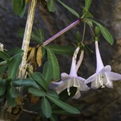 Lonicera pyrenaica subsp. pyrenaica