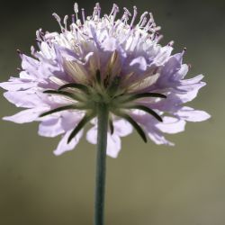 Caprifoliaceae