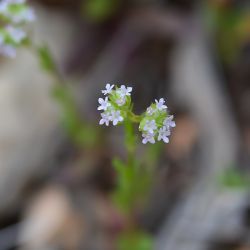 Valerianella discoidea