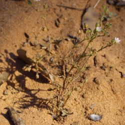 Arenaria emarginata subsp. emarginata