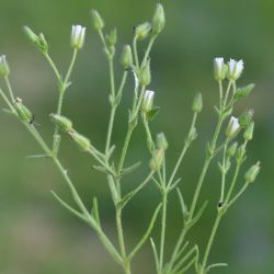 Arenaria emarginata subsp. emarginata