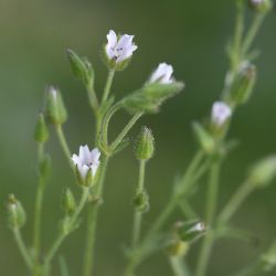 Arenaria emarginata subsp. emarginata