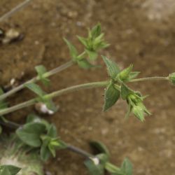 Arenaria gr. serpyllifolia