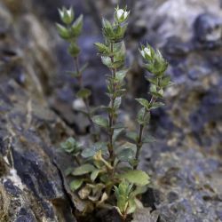 Arenaria gr. serpyllifolia