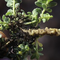 Corrigiola litoralis subsp. litoralis