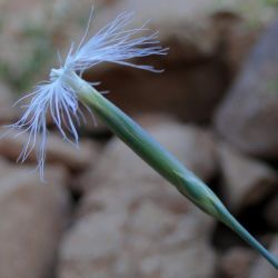 Dianthus crinitus