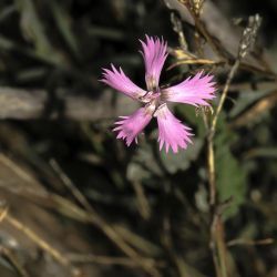 Dianthus lusitanus