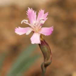 Dianthus lusitanus