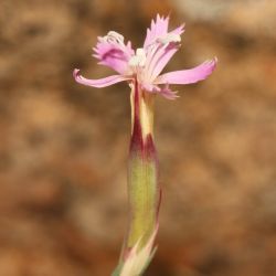 Dianthus lusitanus