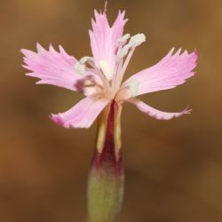 Dianthus lusitanus