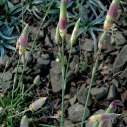Dianthus sylvestris subsp. boissieri