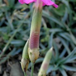 Dianthus sylvestris subsp. boissieri