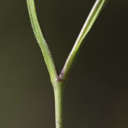Eudianthe coelirosa