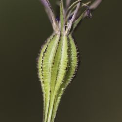 Eudianthe coelirosa
