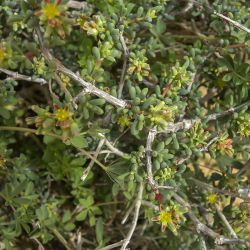 Gymnocarpos decander