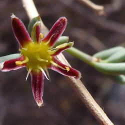 Gymnocarpos decander