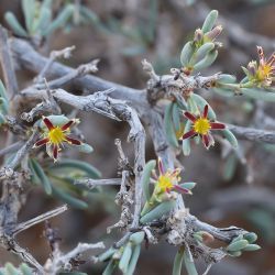 Gymnocarpos decander