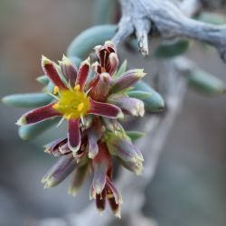 Gymnocarpos decander
