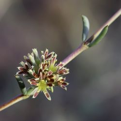 Gymnocarpos decander
