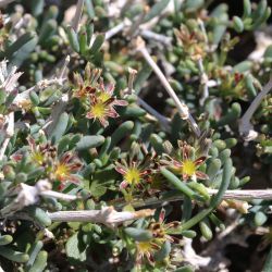 Gymnocarpos decander