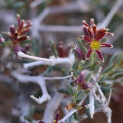 Gymnocarpos decander