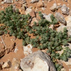 Gymnocarpos sclerocephalus