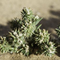 Gymnocarpos sclerocephalus