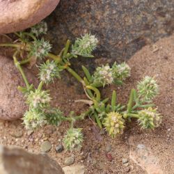 Gymnocarpos sclerocephalus