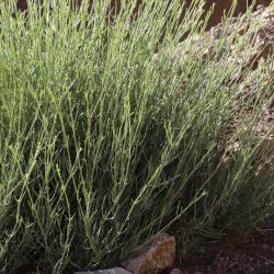 Gypsophila struthium subsp. struthium