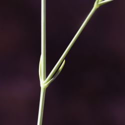 Gypsophila struthium subsp. struthium
