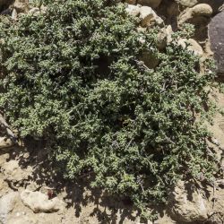 Herniaria fontanesii subsp. fontanesii