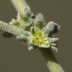 Herniaria fontanesii subsp. fontanesii