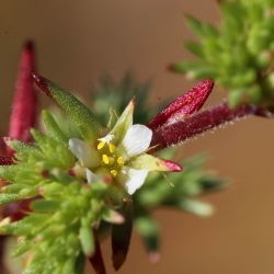 Loeflingia hispanica