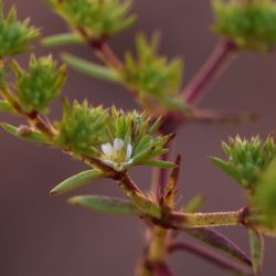 Loeflingia hispanica