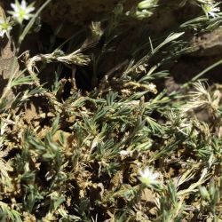 Minuartia tenuissima subsp. tenuissima