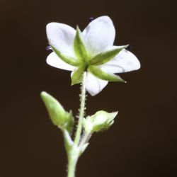 Minuartia verna subsp. kabylica