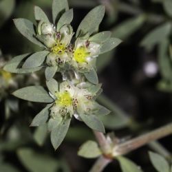 Paronychia argentea
