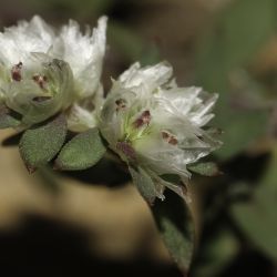 Paronychia argentea