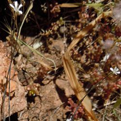 Petrorhagia illyrica subsp. angustifolia
