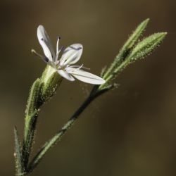 Petrorhagia illyrica subsp. angustifolia