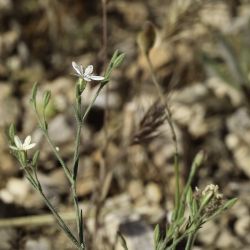 Petrorhagia illyrica subsp. angustifolia