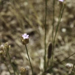 Petrorhagia prolifera