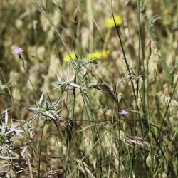 Petrorhagia prolifera