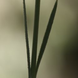 Petrorhagia prolifera